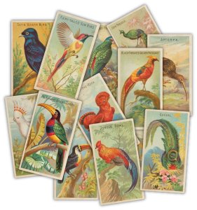 Die cuts Birds The Collector de Craft Consortium